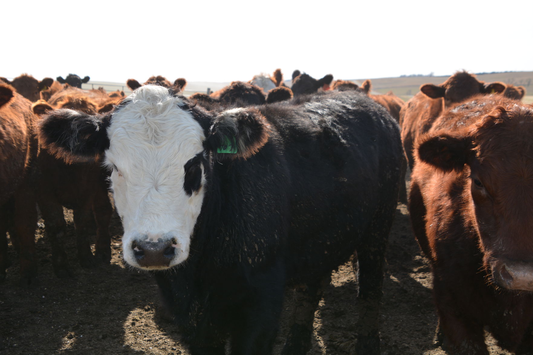 Keierleber cattle